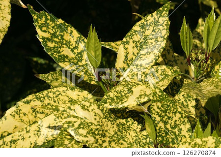 After the variegated aoki flower, April 2025 After the variegated aoki flower, April 2025 126270874