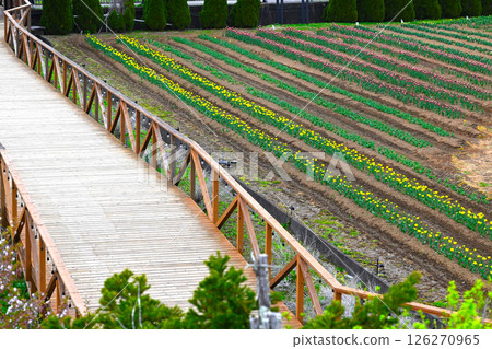 山中湖花城公園景觀 126270965