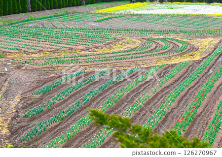 山中湖花城公園景觀 126270967