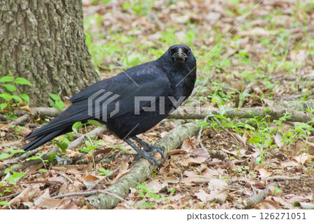 A crow spying on me 126271051