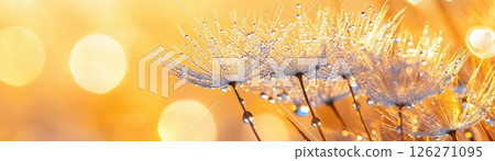 Glowing Dandelion Flower Petals Catching the Warm Sunlight in a Meadow 126271095