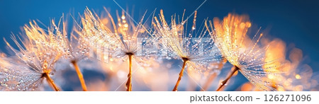 Glowing Dandelion Seed Heads in Morning Dew on Meadow Field 126271096
