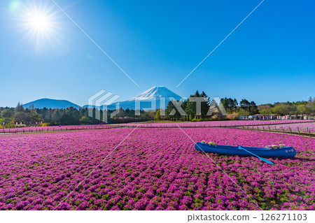 Shiba Fuji Mt. Fuji 126271103
