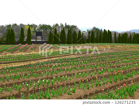 Lake Yamanaka Flower City Park view 126271235
