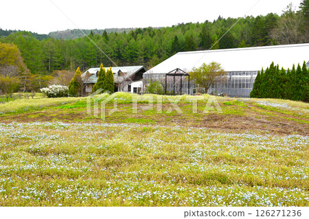 Lake Yamanaka Flower City Park view 126271236