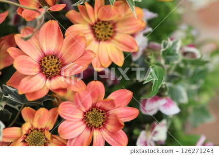 橙花 橙花 126271243