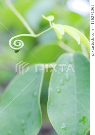Rain-soaked leaves and curled vines Rain-soaked leaves and curled vines 126271365