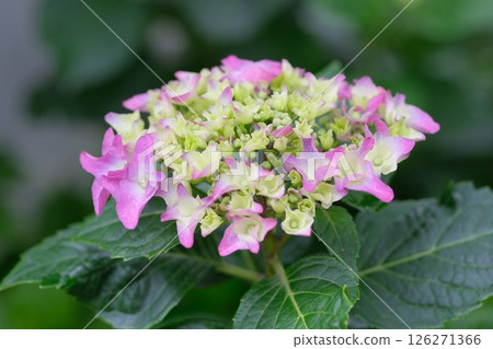淺紫色的繡球花開始綻放 126271366