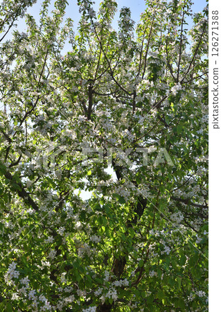 Princess Apples of Kenninji Temple Princess Apples of Kenninji Temple 126271388