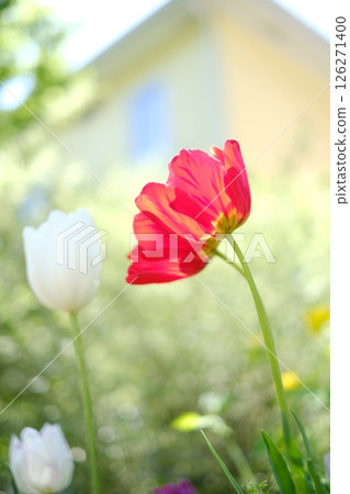 Red Tulips Red Tulips 126271400