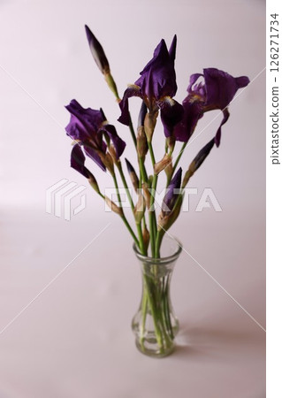 Purple iris 126271734