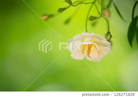 A flower blooms on the tip of a branch, the first flower 126271826