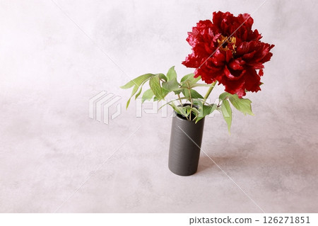 Peony flower 126271851