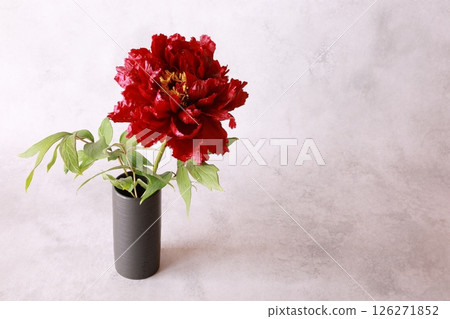 Peony flower 126271852