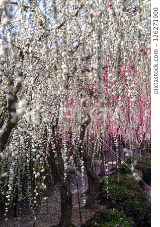 靜岡縣濱松市立山寺大佐山的垂枝梅樹 126271900