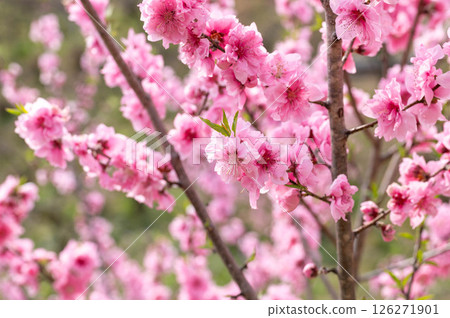 Peach blossoms in full bloom at Shiki Satoyama Park in Iwata City, Shizuoka Prefecture 126271901