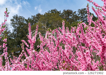 靜岡縣磐田市子規里山公園的桃花盛開 126271902