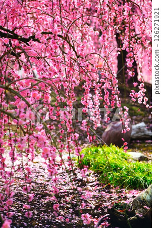 The weeping plum of the Suzuka Forest garden 126271921