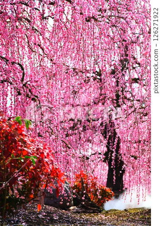 鈴鹿森林花園的垂枝梅 126271922