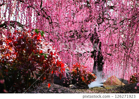 鈴鹿森林花園的垂枝梅 126271923