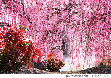 鈴鹿森林花園的垂枝梅 126271924
