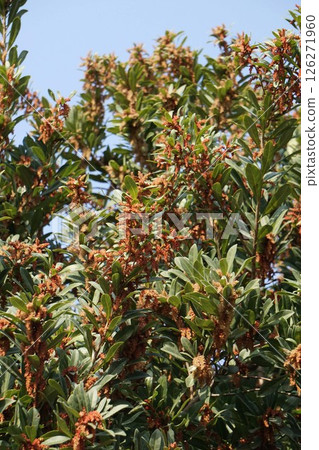 Bayberry flowers, April 2025 Bayberry flowers, April 2025 126271960