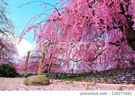 鈴鹿森林花園的垂枝梅 鈴鹿森林花園的垂枝梅 126271982