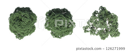 large tree with a shadow under it, isolated on a transparent background, 3D illustration, cg render large tree with a shadow under it, isolated on a transparent background, 3D illustration, cg render 126271999