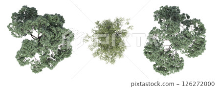 large tree with a shadow under it, isolated on a transparent background, 3D illustration, cg render large tree with a shadow under it, isolated on a transparent background, 3D illustration, cg render 126272000