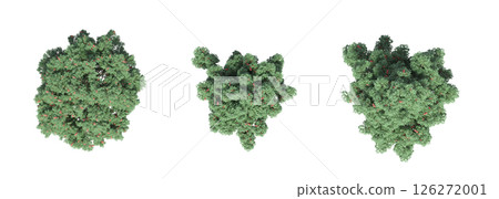 large tree with a shadow under it, isolated on a transparent background, 3D illustration, cg render large tree with a shadow under it, isolated on a transparent background, 3D illustration, cg render 126272001