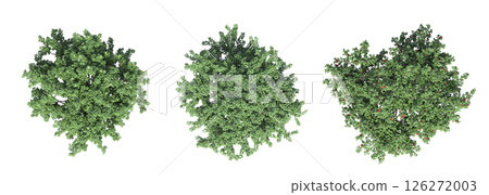 large tree with a shadow under it, isolated on a transparent background, 3D illustration, cg render large tree with a shadow under it, isolated on a transparent background, 3D illustration, cg render 126272003