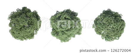 large tree with a shadow under it, isolated on a transparent background, 3D illustration, cg render 126272004