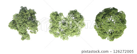 large tree with a shadow under it, isolated on a transparent background, 3D illustration, cg render 126272005
