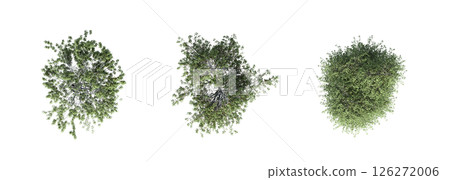 large tree with a shadow under it, isolated on a transparent background, 3D illustration, cg render 126272006