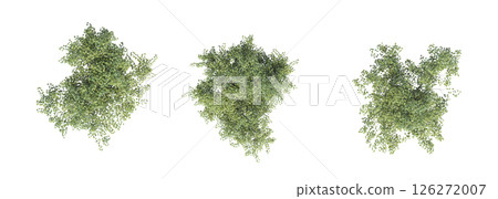 large tree with a shadow under it, isolated on a transparent background, 3D illustration, cg render large tree with a shadow under it, isolated on a transparent background, 3D illustration, cg render 126272007