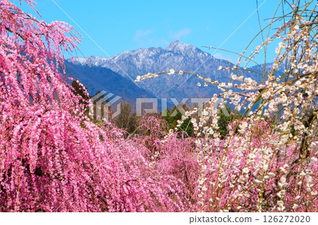 鈴鹿森林花園的垂枝梅 126272020