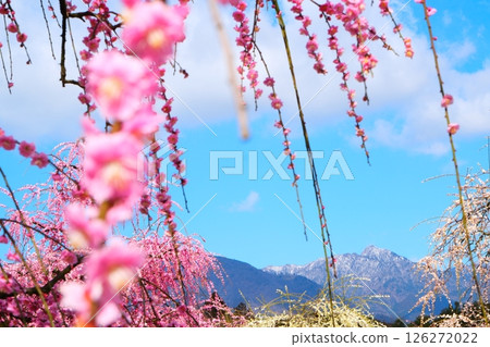 鈴鹿森林花園的垂枝梅 126272022