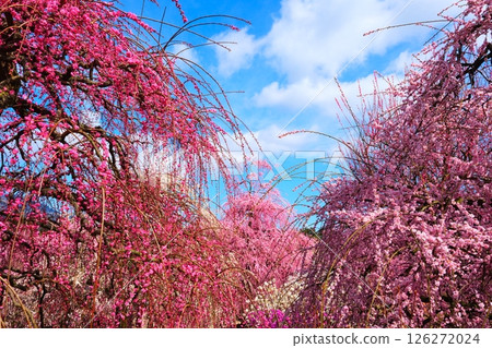 鈴鹿森林花園的垂枝梅 鈴鹿森林花園的垂枝梅 126272024