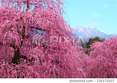 鈴鹿森林花園的垂枝梅 鈴鹿森林花園的垂枝梅 126272025