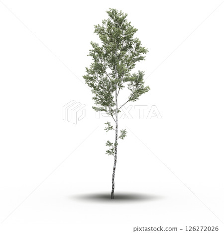 large tree with a shadow under it, isolated on a transparent background, 3D illustration, cg render 126272026
