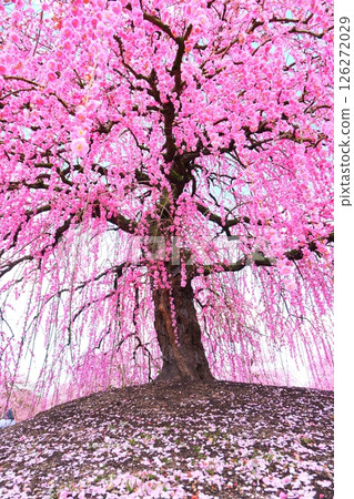 鈴鹿森林花園的垂枝梅 126272029