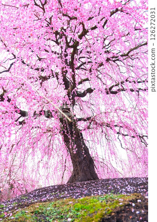 The weeping plum of the Suzuka Forest garden 126272031