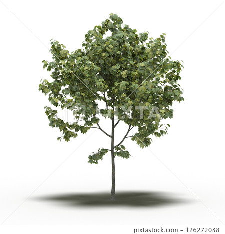 large tree with a shadow under it, isolated on a transparent background, 3D illustration, cg render large tree with a shadow under it, isolated on a transparent background, 3D illustration, cg render 126272038