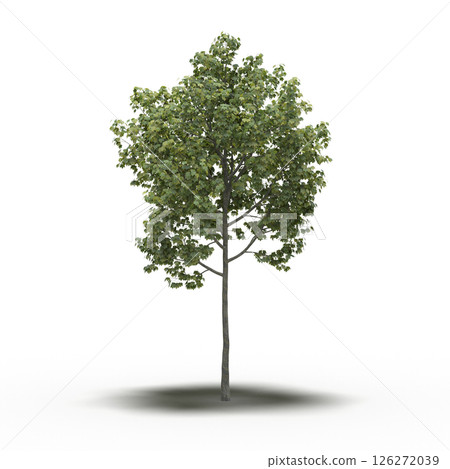 large tree with a shadow under it, isolated on a transparent background, 3D illustration, cg render large tree with a shadow under it, isolated on a transparent background, 3D illustration, cg render 126272039