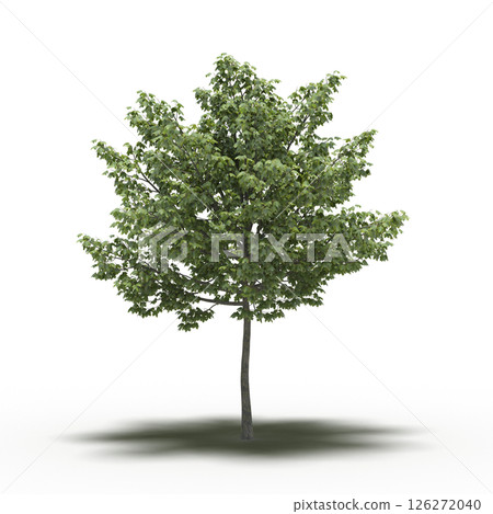 large tree with a shadow under it, isolated on a transparent background, 3D illustration, cg render large tree with a shadow under it, isolated on a transparent background, 3D illustration, cg render 126272040