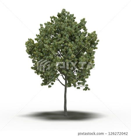 large tree with a shadow under it, isolated on a transparent background, 3D illustration, cg render 126272042