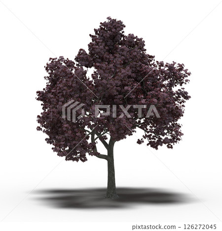 large tree with a shadow under it, isolated on a transparent background, 3D illustration, cg render 126272045