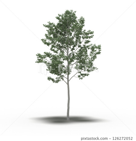 large tree with a shadow under it, isolated on a transparent background, 3D illustration, cg render 126272052