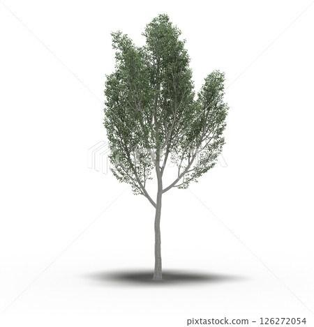 large tree with a shadow under it, isolated on a transparent background, 3D illustration, cg render 126272054