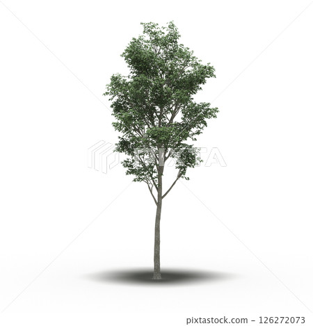 large tree with a shadow under it, isolated on a transparent background, 3D illustration, cg render 126272073